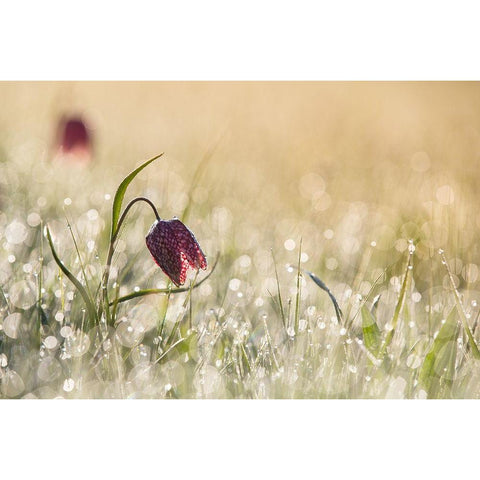 Morningdew Black Modern Wood Framed Art Print by van Dongen, Anton