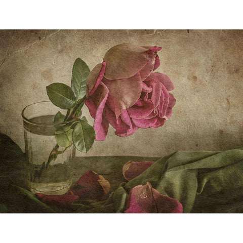 Tear of Rose Black Modern Wood Framed Art Print with Double Matting by Tokarev, Igor