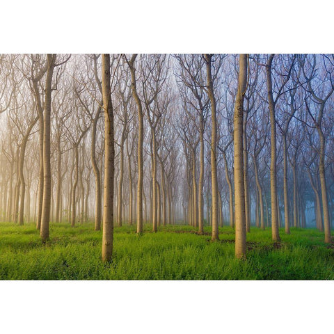 Morning of the Forest Black Modern Wood Framed Art Print with Double Matting by Chan, Andy