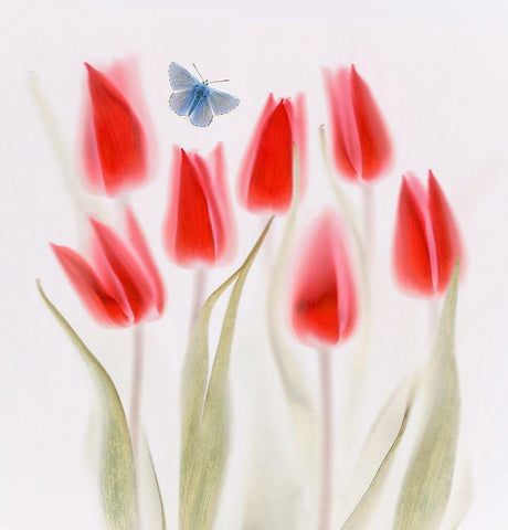 Red Tulips White Modern Wood Framed Art Print with Double Matting by Haslam, Brian