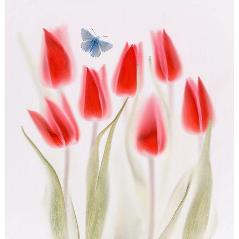 Red Tulips White Modern Wood Framed Art Print by Haslam, Brian