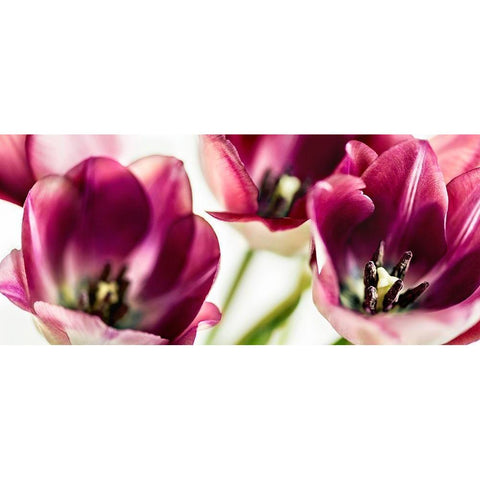 TULIPS IV Black Modern Wood Framed Art Print with Double Matting by Bsmart