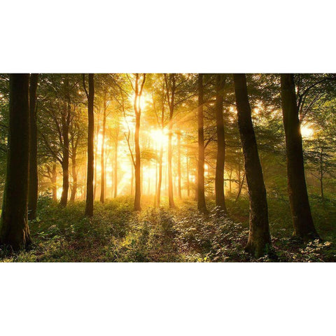 Light in the Forest. Black Modern Wood Framed Art Print with Double Matting by Londal, Leif