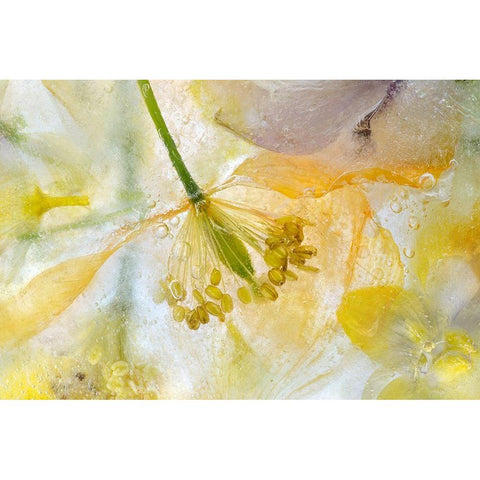 Papaver Ice White Modern Wood Framed Art Print by Disher, Mandy