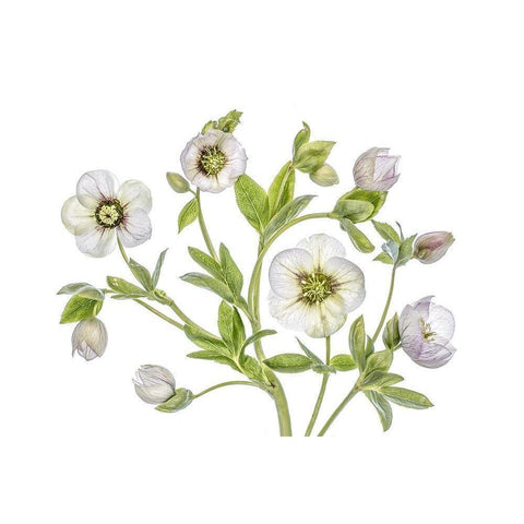 Hellebore Black Modern Wood Framed Art Print with Double Matting by Disher, Mandy