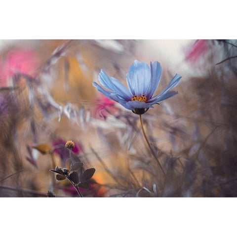 Things that flowers tell White Modern Wood Framed Art Print by Bravin, Fabien