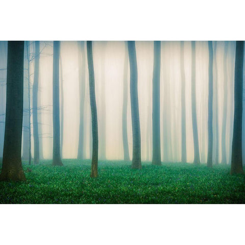 Daydreaming of Bluebells Black Modern Wood Framed Art Print with Double Matting by Popan, Adrian