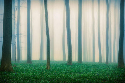 Daydreaming of Bluebells Black Ornate Wood Framed Art Print with Double Matting by Popan, Adrian