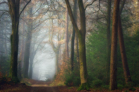 Once Upon A Dream White Modern Wood Framed Art Print with Double Matting by Borggreve, Ellen