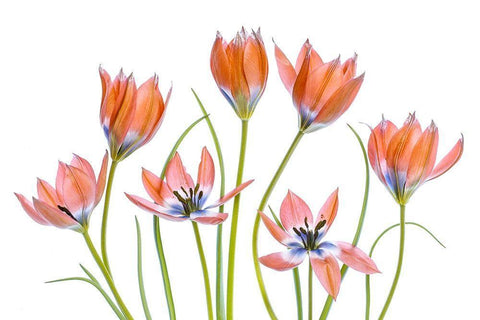 Apricot Tulips White Modern Wood Framed Art Print with Double Matting by Disher, Mandy