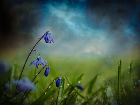 After the spring rain White Modern Wood Framed Art Print with Double Matting by Kvarnstrom, Asmund