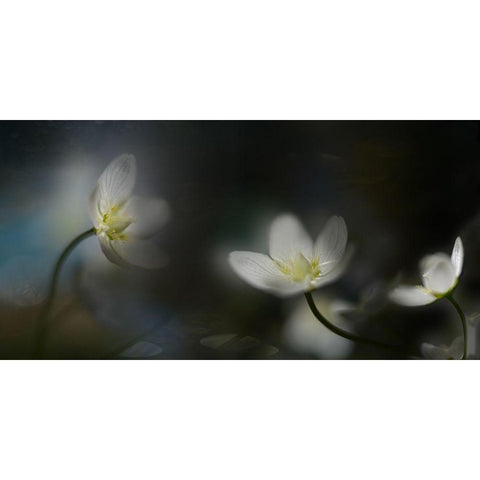 Light in the darkness White Modern Wood Framed Art Print by Westum, Heidi