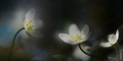 Light in the darkness Black Ornate Wood Framed Art Print with Double Matting by Westum, Heidi