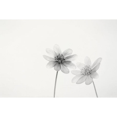 Two small flowers White Modern Wood Framed Art Print by Gronkjar, Lotte