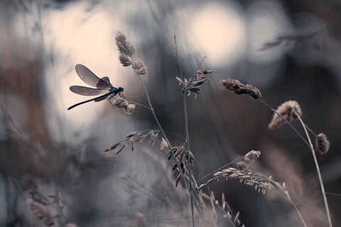 Le vent lemportera Black Ornate Wood Framed Art Print with Double Matting by Bravin, Fabien