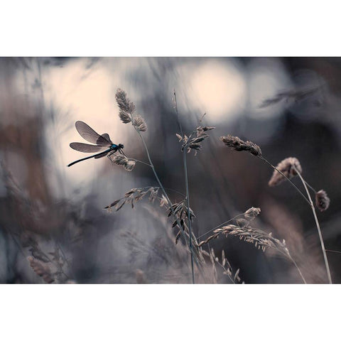 Le vent lemportera Black Modern Wood Framed Art Print by Bravin, Fabien