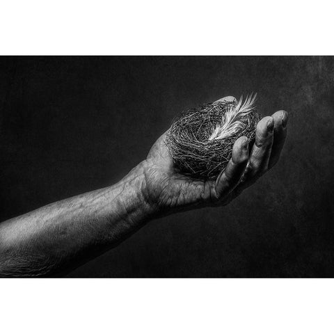 Nest Black Modern Wood Framed Art Print with Double Matting by Clough, Stephen