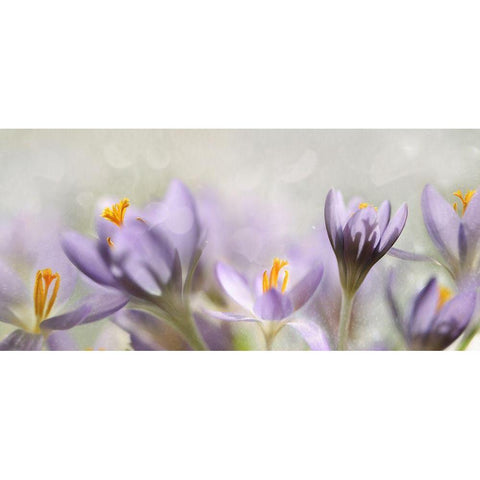 Spring flowers White Modern Wood Framed Art Print by Westum, Heidi