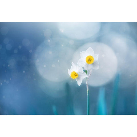 Spirit of moment White Modern Wood Framed Art Print by Suzuki, Takashi