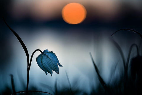 Rising sun White Modern Wood Framed Art Print with Double Matting by Mijer, Wil