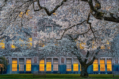 Morning at University of Washington White Modern Wood Framed Art Print with Double Matting by Jacobs, Lydia