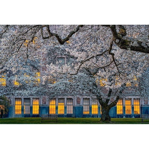 Morning at University of Washington White Modern Wood Framed Art Print by Jacobs, Lydia