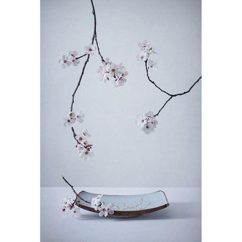 The First Cherry Blossom White Modern Wood Framed Art Print by Karpova, Inna