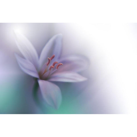 Beyond White Modern Wood Framed Art Print by Nan, Juliana