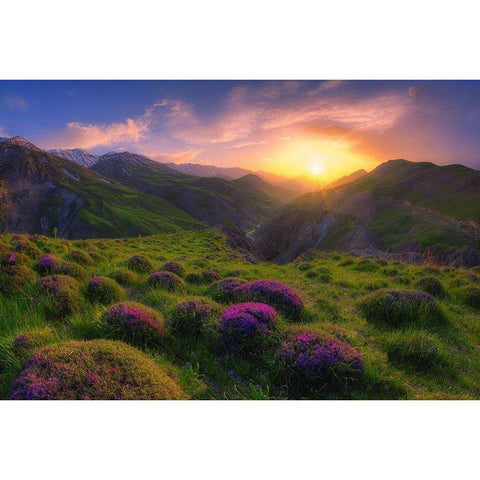 spring in show White Modern Wood Framed Art Print by younesi, saeed