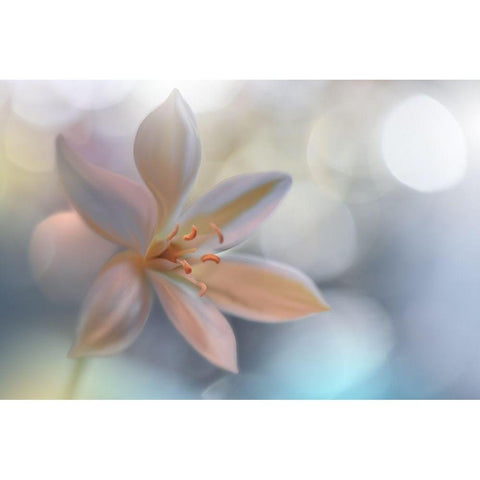 Metamorphosis White Modern Wood Framed Art Print by Nan, Juliana