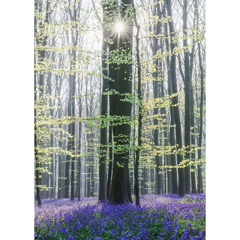 Sun between trees Gold Ornate Wood Framed Art Print with Double Matting by Muqa, Burim