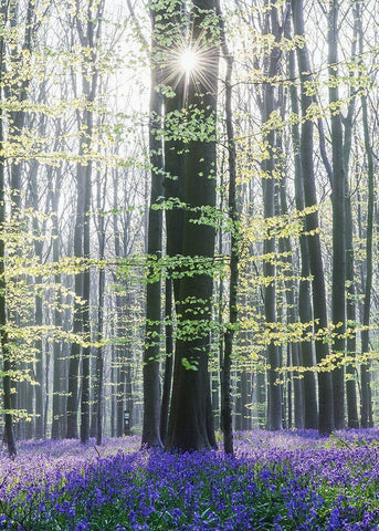 Sun between trees White Modern Wood Framed Art Print with Double Matting by Muqa, Burim