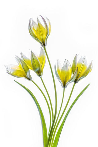 Tulipa White Modern Wood Framed Art Print with Double Matting by Disher, Mandy