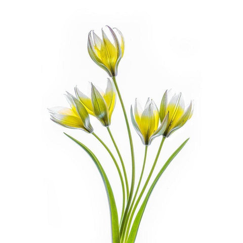 Tulipa White Modern Wood Framed Art Print by Disher, Mandy