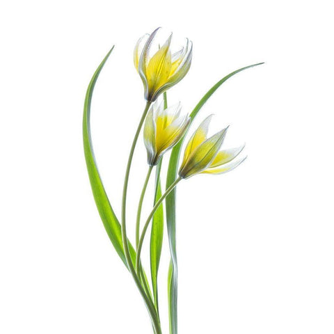 Tulipa II Black Modern Wood Framed Art Print with Double Matting by Disher, Mandy