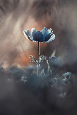 Out of Chaos Black Ornate Wood Framed Art Print with Double Matting by Bravin, Fabien