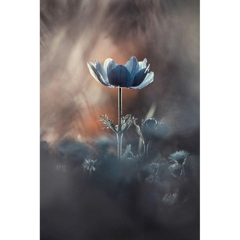 Out of Chaos Black Modern Wood Framed Art Print with Double Matting by Bravin, Fabien