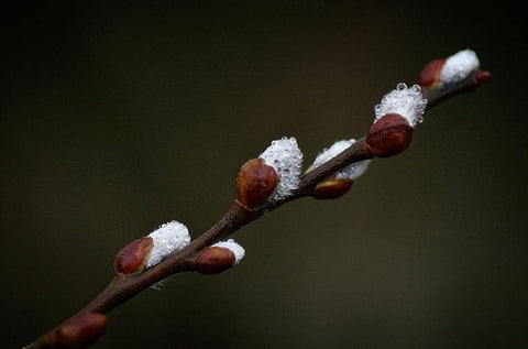 Early spring White Modern Wood Framed Art Print with Double Matting by Cseresnjes, Anna