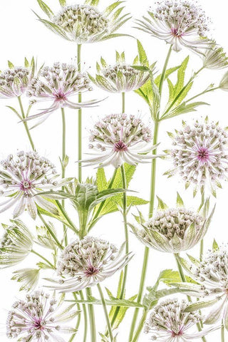 Astrantia Black Ornate Wood Framed Art Print with Double Matting by Disher, Mandy