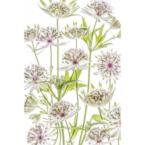 Astrantia Gold Ornate Wood Framed Art Print with Double Matting by Disher, Mandy