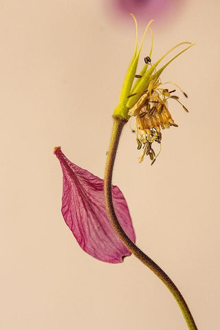 Almost a flower Black Ornate Wood Framed Art Print with Double Matting by Shumilova, Ludmila