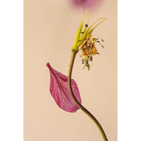 Almost a flower Black Modern Wood Framed Art Print by Shumilova, Ludmila