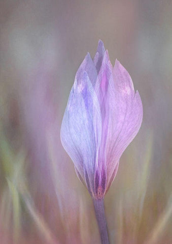 Crocus 1 Black Ornate Wood Framed Art Print with Double Matting by Shumilova, Ludmila