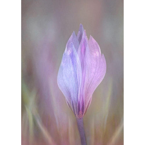 Crocus 1 Black Modern Wood Framed Art Print by Shumilova, Ludmila
