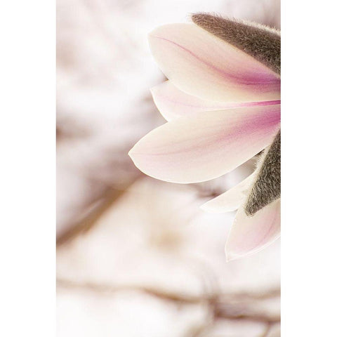 Almost spring White Modern Wood Framed Art Print by Shumilova, Ludmila