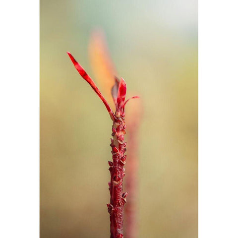 Budding tree Black Modern Wood Framed Art Print with Double Matting by Shumilova, Ludmila