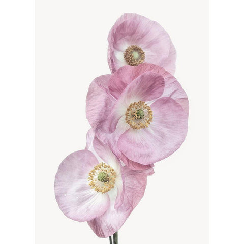 Poppies White Modern Wood Framed Art Print by Gronkjar, Lotte