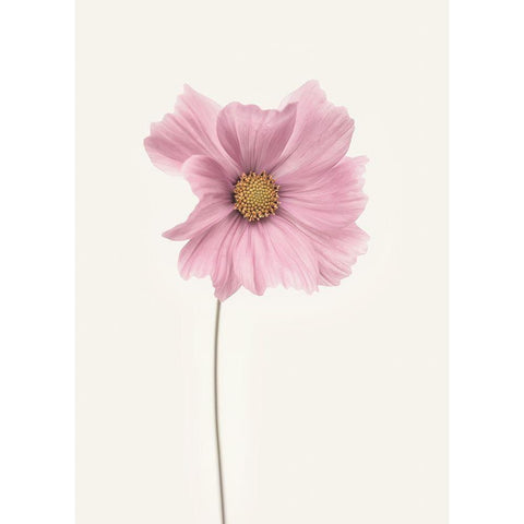 Cosmos flower Black Modern Wood Framed Art Print with Double Matting by Gronkjar, Lotte