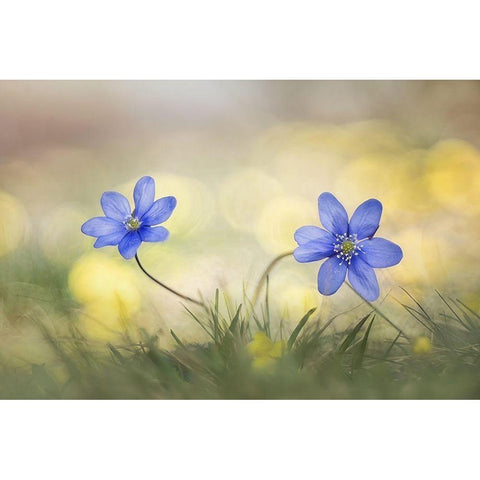 Hepatica Black Modern Wood Framed Art Print by Marini, Roberto