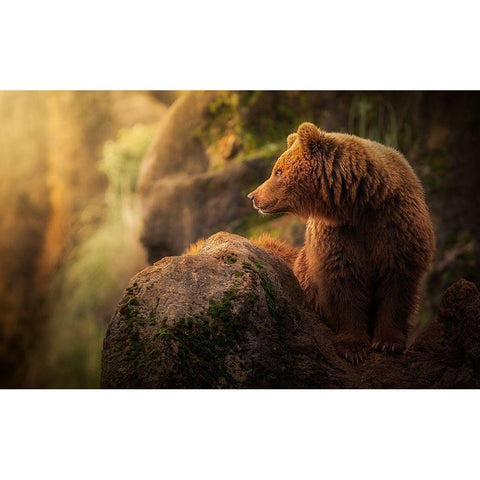 Brown bear during sunset Black Modern Wood Framed Art Print with Double Matting by Saavedra Ruiz, Sergio